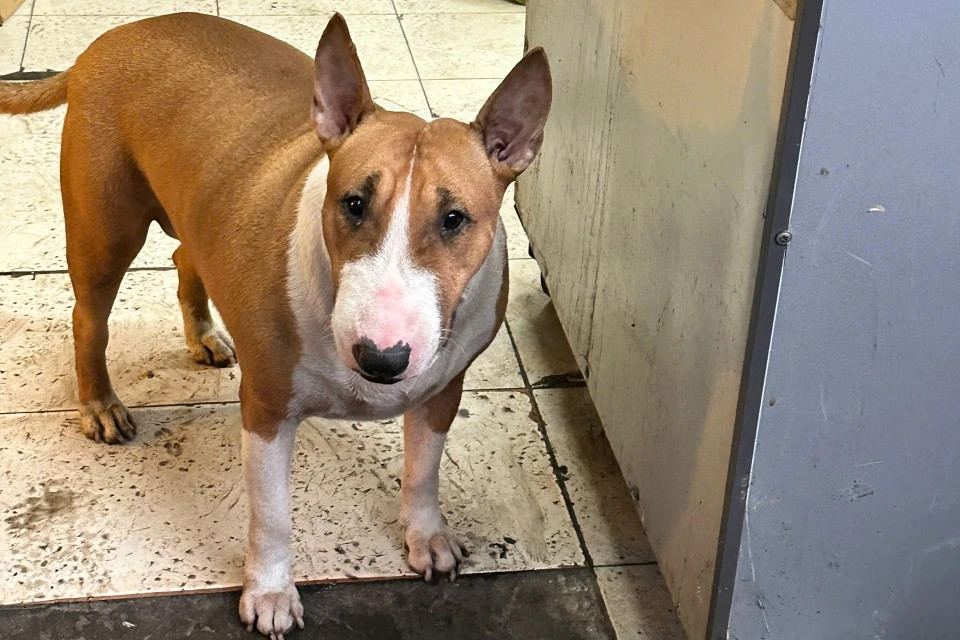 Mô tả ảnh ở đây