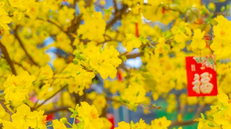 Hoa mai khoe sắc vàng rực, mang lộc xuân và may mắn đầu năm