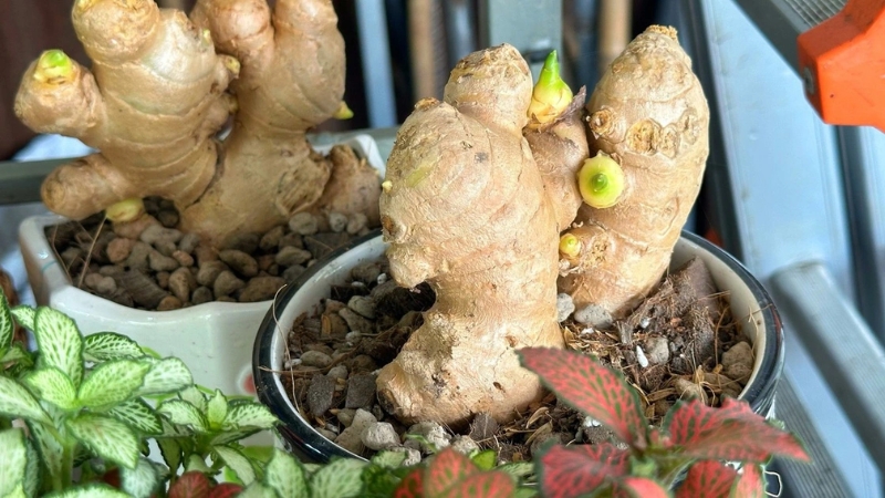 Vừa có cây chưng Tết độc lạ, vừa sẵn gia vị cay nồng cho cả phòng