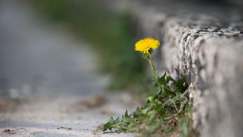 STT về cuộc sống ý nghĩa