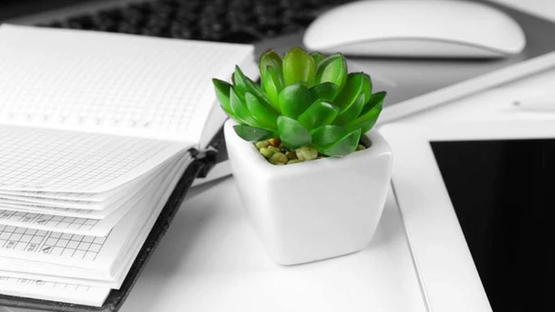 Chậu sen đá nhỏ xinh đặt trên bàn học