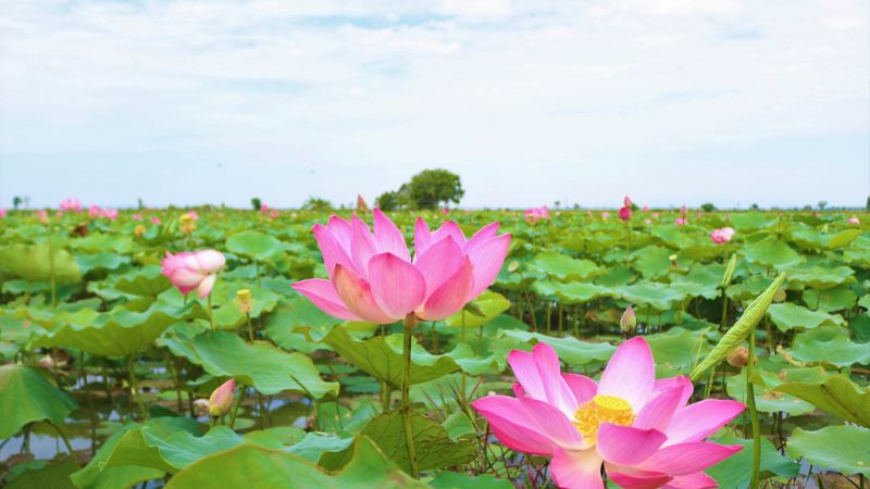 Về thăm Làng Sen tại quê Bác