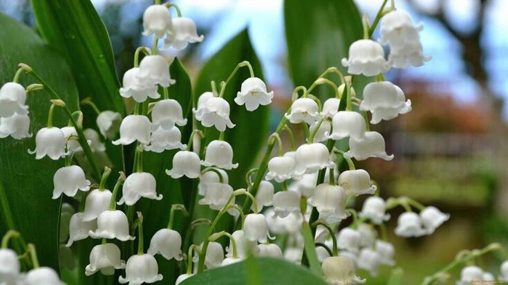 hinh-nen-hoa-linh-lan-cho-may-tinh (5)
