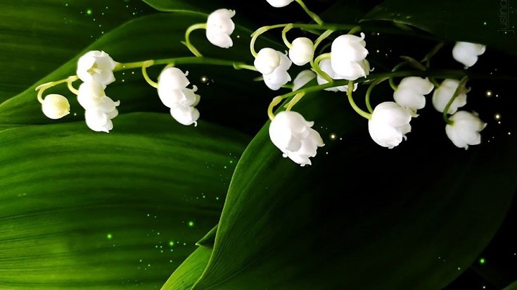 hinh-nen-hoa-linh-lan-cho-may-tinh (24)