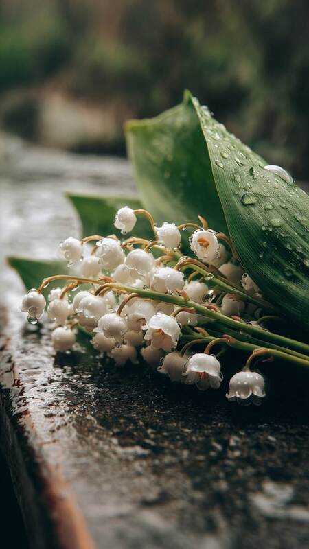 hinh-nen-hoa-linh-lan-cho-dien-thoai (18)